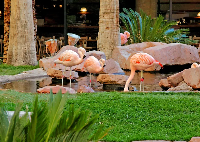 Luxury hotel only: Flamingo Las Vegas Hotel & Casino